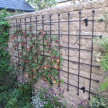 Harrod Decorative Wall Trellis Panels - Straight Trellis