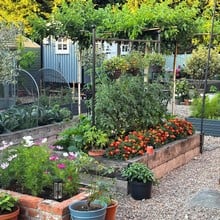 Harrod Espalier Growing Frame