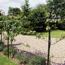 Harrod Espalier Growing Frame