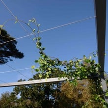 Harrod Modern Pergola Wire Grid Roof