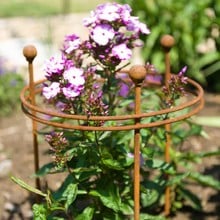 Harrod Short Circular Plant Support - Rust