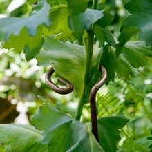 Harrod Single Stem Loop Support