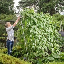 Harrod Slot & Lock® Bean & Pea Frames