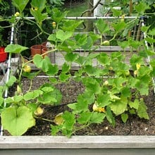 Harrod Slot & Lock® Squash/Cucumber Climbing Frame