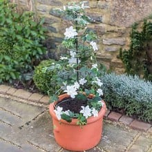 Harrod Spiral Plant Obelisk