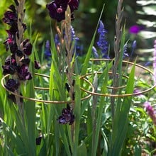 Harrod Spiral Plant Support