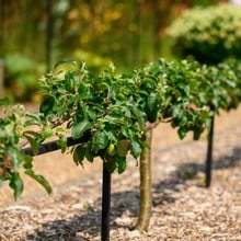 Harrod Step Over Support