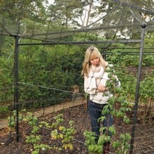 Harrod Summer Raspberry Support