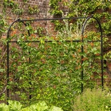 Harrod Superior Bean Frame