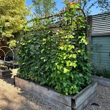 Harrod Superior Bean Frame