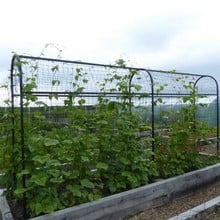 Harrod Superior Bean Frame