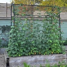 Harrod Superior Bean Frame