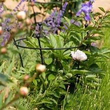 Harrod Trumpet Peony Plant Support - Matt Black