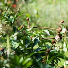 Harrod Trumpet Peony Plant Support - Rust