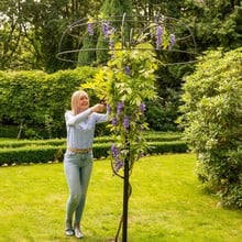 Harrod Wisteria Umbrella Support Frame