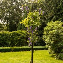 Harrod Wisteria Umbrella Support Frame