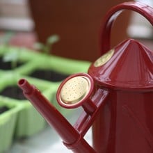 Haws 1 litre Plastic Indoor Watering Can Red