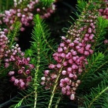 Heathers Erica vagans 'Mrs D F Maxwell'