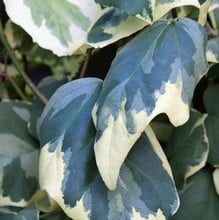 Hedera colchica Dentata Variegata