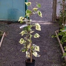 Hedera colchica Dentata Variegata