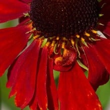 Helenium Moerheim Beauty