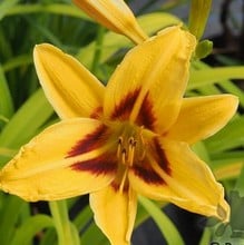 Hemerocallis Bonanza