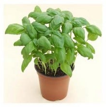 Herb Basil Anton