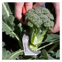 Hooked Garden Knife