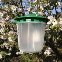 Horse Chestnut Leaf Miner Trap