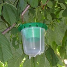 Horse Chestnut Leaf Miner Trap