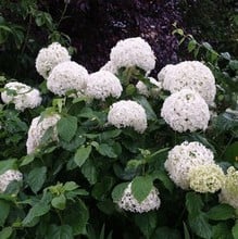 Hydrangea arborescens Annabelle