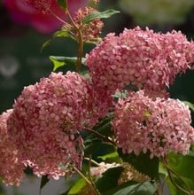 Hydrangea arborescens Invincibelle Spirit