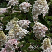 Hydrangea paniculata Grandiflora