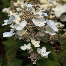 Hydrangea paniculata Phantom