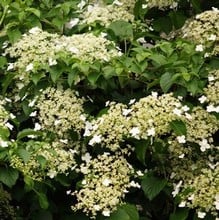 Hydrangea petiolaris