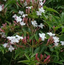 Jasminum officinale affine