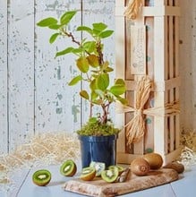 Kiwi Gardeners Gift Set