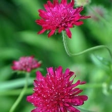 Knautia macedonica