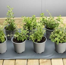 Large Heated PVC Seedling Germination Mat Large Heated PVC Seedling Germination Mat