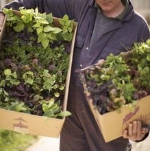 Large Vegetable Garden Gift Voucher Large Vegetable Garden Gift Voucher