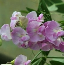 Lathyrus latifolius Pink Pearl