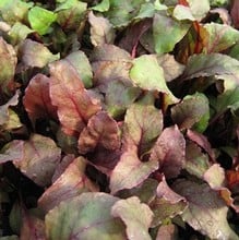 Leaf Beet Bulls Blood - Organic Plant Packs