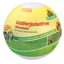 LeatherjacketFree Nematodes