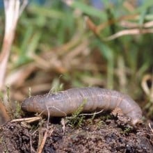 LeatherjacketFree Nematodes