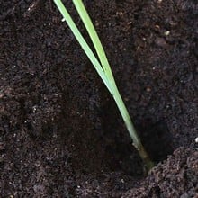 Leeks Musselborough - Organic Plant Packs Leeks Musselborough - Organic Plant Packs