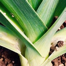 Leeks Musselborough - Organic Plant Packs