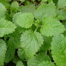 Lemon Balm (3 Plants) Organic