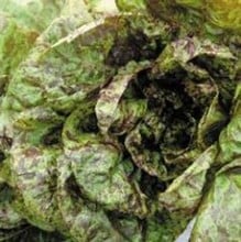 Lettuce Freckles (10 Plants) Organic