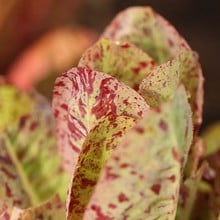 Lettuce Freckles - Organic Plant Packs