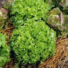 Lettuce Green Salad Bowl - Organic Plant Packs